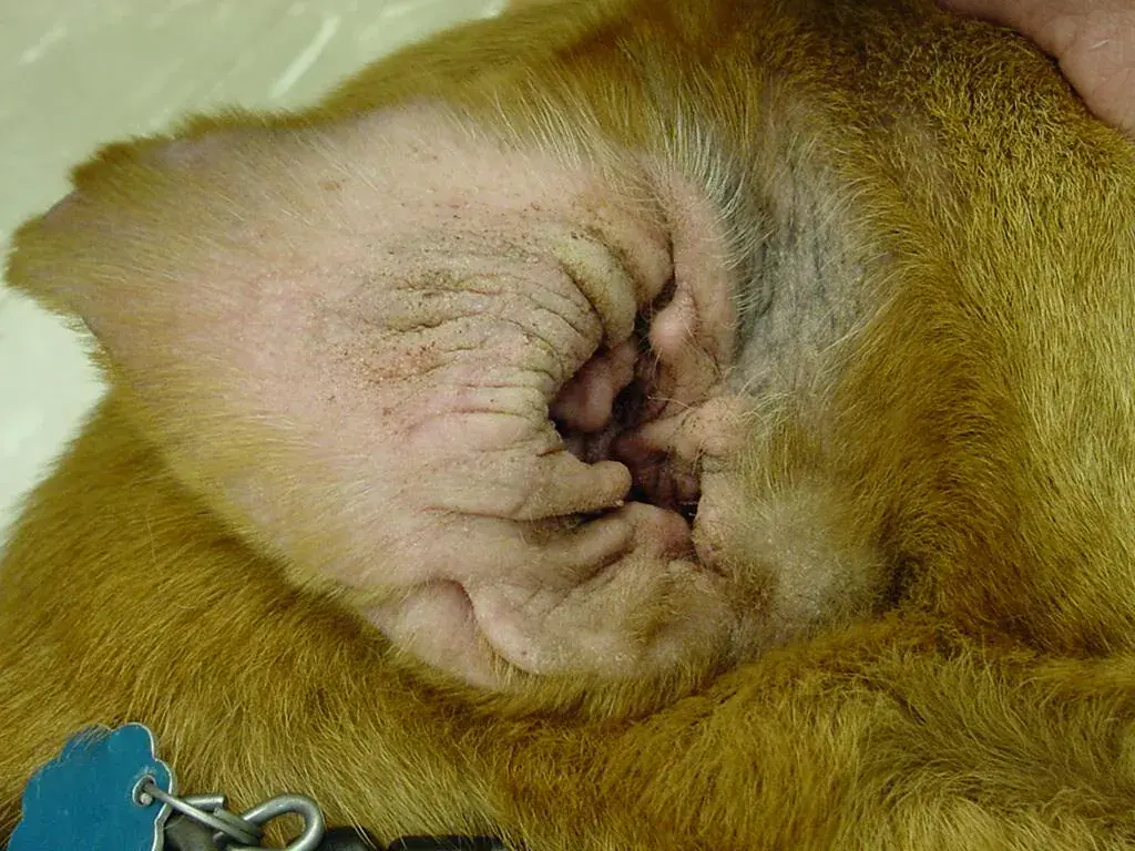 狗狗慢性过敏性耳炎真实照片