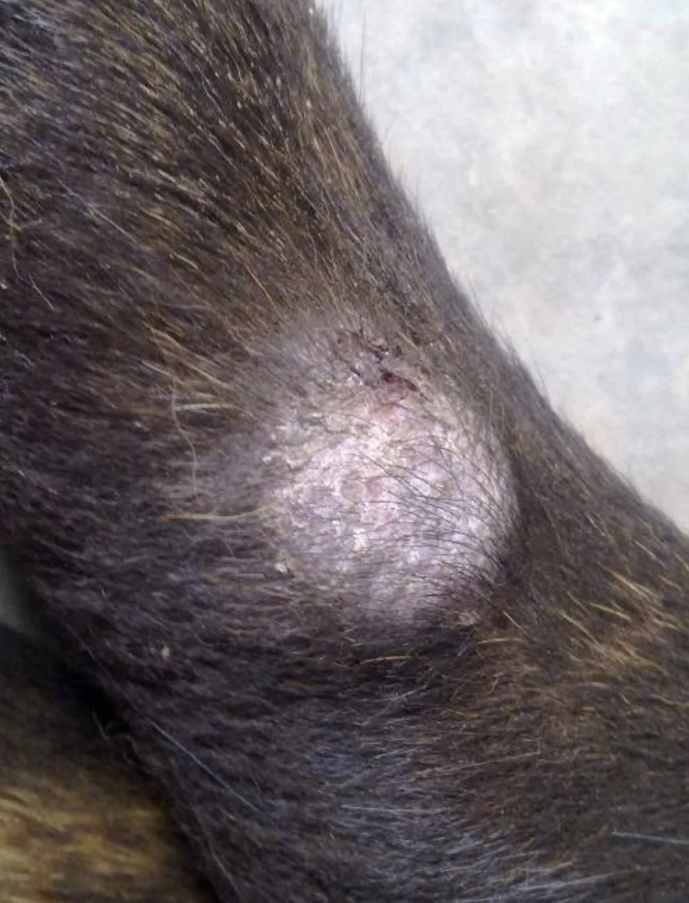 犬类皮肤癣菌病病灶真实照片