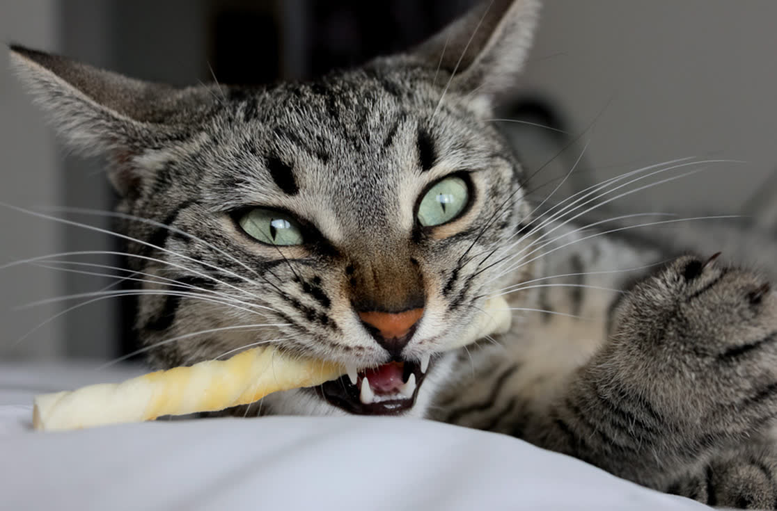 一只虎斑猫正抱着洁牙棒啃咬