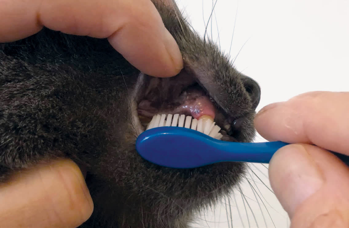 兽医示范给猫刷牙