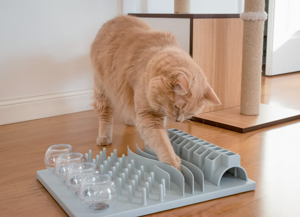 一只猫正在使用益智喂食器进食