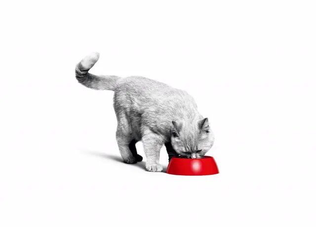 老猫干湿粮选择示意